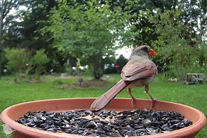 8K views · 1.1K reactions | A female Cardinal is showing off her fabulous beakstick and her pretty back. Female birds often look a little drab compared to the males, but their subtle beauty can be mesmerizing as well. Birdsy allows you to go close and see every detail. Setup: @Ostdrossel #birds #Cardinals #nature #birdwatching | Birdsy | Facebook