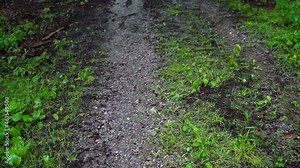 Rain in the forest. A gravel path leads through green herbs. Relaxing sounds of rain.
