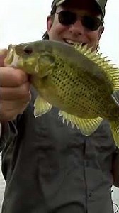 Match what the bass are eating by matching the hatch