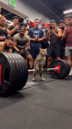 dojo on Instagram: "When the gym bro is actually a cat 🐱🏋️‍♂️ Everyone: 😳 AI: Hold my protein shake #cat #catlovers #catlover #catlife #CatReels catvideo comic funny aivideo animal"
