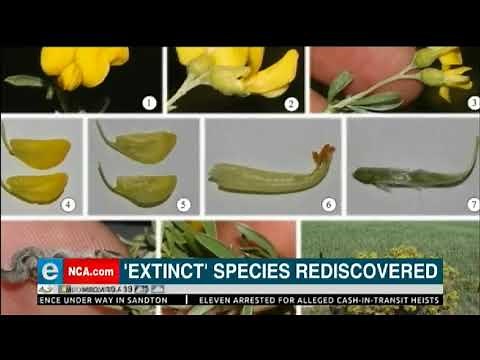 Extinct plants waiting to be rediscovered in Western Cape