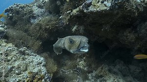 Medium shot of a porcupine fish (Diodon) being cleaned by a wrasse, as the wrasse meticulously cleans its teeth, illustrating the mutualistic relationship between cleaner fish and larger fish.