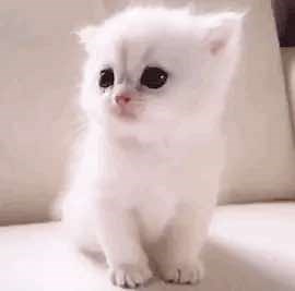 Kawaii Kitten GIFs for Your Collection
