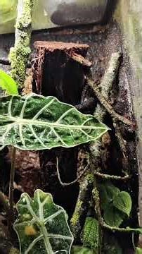 Bioactive Jungle Terrarium 🌿 | Natural Vivarium Setup