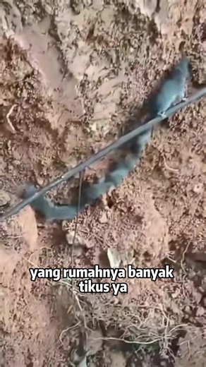 rekomendasi racun tikus pembasmi populasi tikus paling efektif,tikus mati kering tanpa bau #racuntikusmatikeringtanpabau#redkillertikusmatikeringtanpabau#racuntikusampuhmatikeringtanpabau