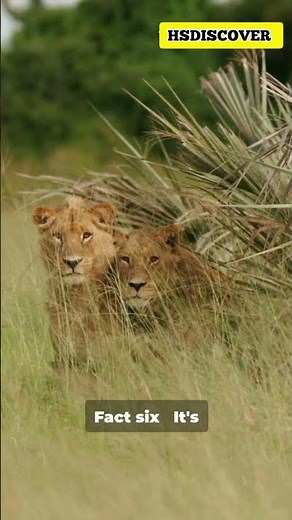 You Won't Believe These Chad Facts! #factshorts #chad