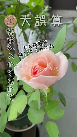 【無農薬バラ】ベランダ栽培の大誤算⁉️ #無農薬 #バラ栽培