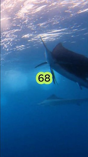 The speed of the sailfish, the fastest animal in the world