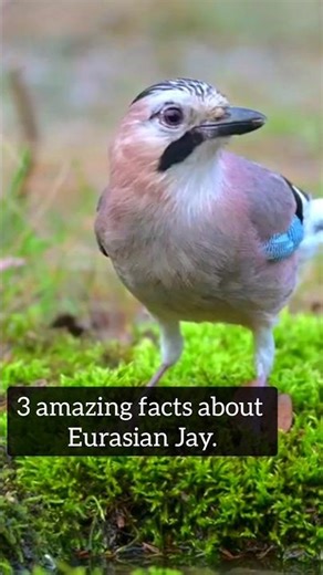 Eurasian Jay Facts. | #nature #shorts #animals #birds #didyouknow #naturefacts #jay