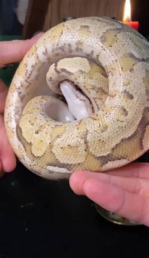 All about ball pythons!