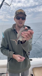 This little live bait attracts GIANT FISH | Pompano Brock