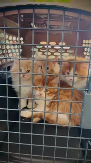 --- Adorable Maine Coon kittens playing in a cozy indoor setting, showing their majestic long fur, fluffy tails, and expressive eyes. These gentle giant Maine Coons display their playful and affectionate nature, jumping, running, exploring, and snuggling together. Each kitten has a soft, silky coat with rich tabby markings and tufted ears that highlight their regal charm. Captured in natural lighting, the video shows their curious personalities, sweet meows, and loving behavior — perfect for cat
