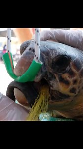 231K views · 1.8K reactions | Sea turtle rescued from a fishing net  #turtle #tortoise #savinganimals #rescueanimals #rescueturtle | Rescue Turtles | Facebook