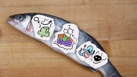 Why fish spoils so fast: Science-backed tips to keep seafood fresh!