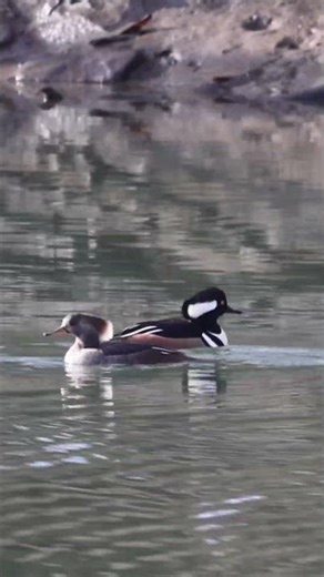 So Much to See at John Heinz Wildlife Refuge