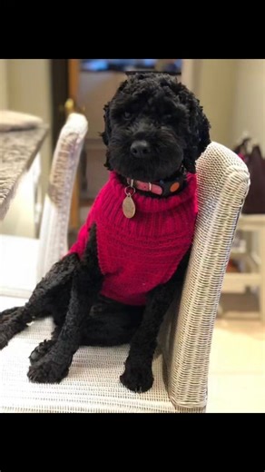 How beautiful is this video..! | Black Cockapoo Lovers