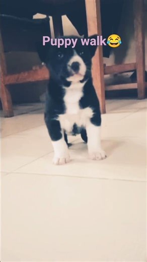 puppy walk 😍😄#pets #shortsfeed #shorts #pets