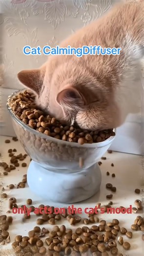 Now in Bangladesh! 🇧🇩 Soothe stress & stop anxious meows — Cat Calming Spray keeps your kitty relaxed, happy, and at peace | Meowpaww