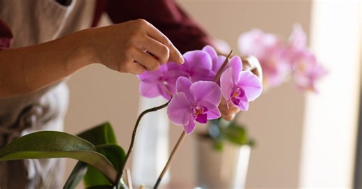 How to water orchids: an expert points out the main rules