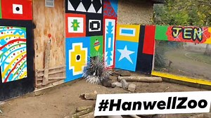 1.3K views · 119 reactions | Hatari, one of our prickly crested porcupines (Hystrix cristata) has an important message for you. And in a desperate attempt to share it, he lost his lunch to Kuchimba. (N.B. he was treated to some extra pumpkin for tea!) | Hanwell Zoo | Facebook