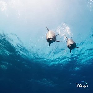 Plongez dans un océan de surprises ! 🐬 Retrouvez Blue en streaming sur Disney . | Disney