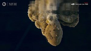 Octopus changing colors while sleeping may be indicator it's dreaming, scientists say