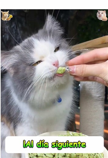 Essential Tips for Cat Hair Management