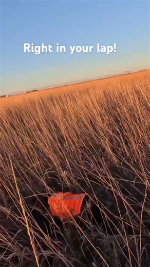Love it when you get a bonus rooster out of it! #dogtime #hunting #pheasanthunting #nebraska