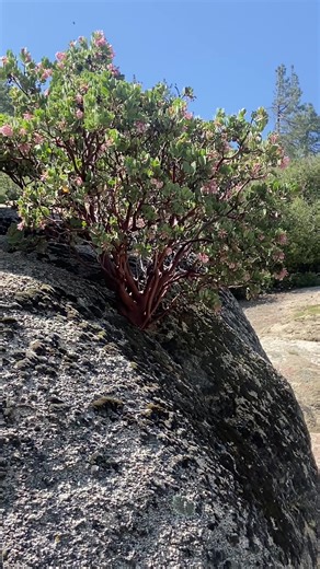 ShannonDavina (@shannondavina_losangeles)’s videos with Double Cheeked Up - MFBL Mill & Michaelz