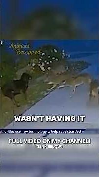 Dog Fights Off 5 Coyotes😤