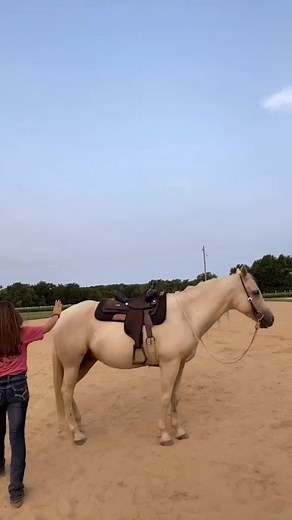 36K views · 949 reactions | Is it safe to stand behind a horse #equestrian #Horse #horsebackriding | The Real Players Inside The Backstretch | Facebook