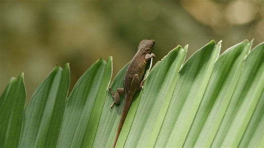 Lizard hiding on a fern - Free Stock Video