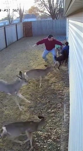 Intense Wildlife Encounter in Suburban Yard — Hero Dad Steps In!