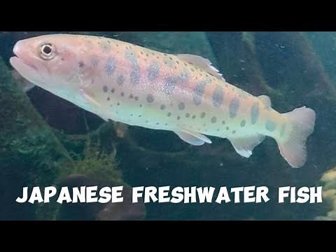 Freshwater Fish in Japan