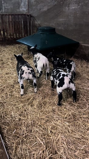 Playtime for This Year's Spotties on the Farm!