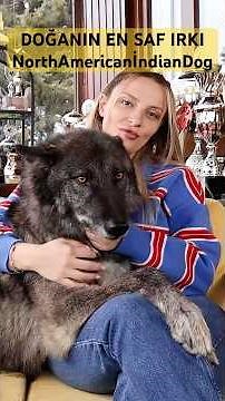 Kurt Gibi Görünüyor Ama Evcil! North American Indian Dog #northamericanindiandog #americanwolfdog
