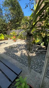 32K views · 771 reactions | Thanks Joy for helping out maintaining cleanliness Myko's Aviary * Even a small backyard aviary, as long as it’s clean and well-maintained, is enough in my eyes. It’s always nice to have a cozy and healthy space for the birds. | Myko's Aviary | Facebook