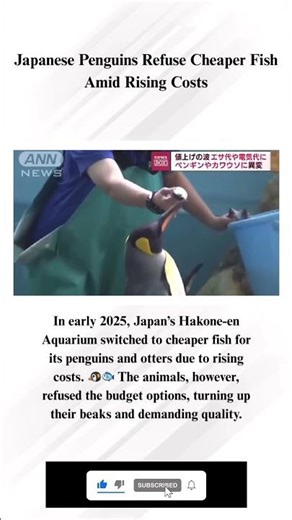Japanese otters and Penguins Refuse Cheaper Fish Amid Rising Costs #freaky #bougie #penguin #japan