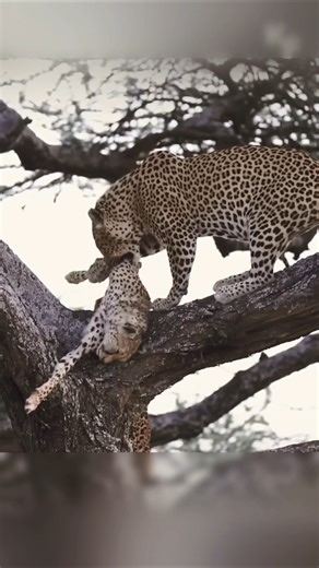 Leopard Unexpected Attack Deer By info wild news