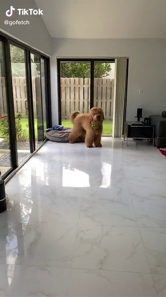 Adorable Slow Motion Dog Compilation