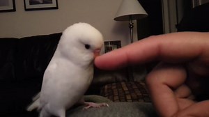 42K views · 1.7K reactions | Listen to this cute little voice :) | Parrots | Facebook