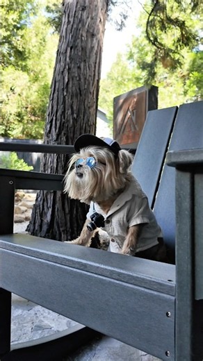 Dog friendly hotels.