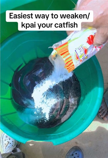Step-by-Step Guide to Preparing Catfish