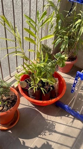 Achanak tape khatam e comerce packing krte Sammy