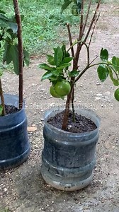 😱Fertilizante milagroso que acelera el crecimiento de cualquier fruta y verduras en tu jardín🍋 #jardin #jardineria #jardines #fertilizantes #huerto | Árboles Frutales en Casa