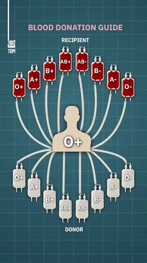 There are four main blood groups — A, B, AB, and O — and each can be Rh positive ( ) or Rh negative (–).Your blood type is determined by specific antigens present on red blood cells, and knowing it… | M Irfan