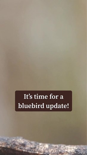 7.2K views · 124 reactions | 諸 Bluebird Update ⬇️ Our bluebird in Box...
