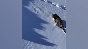 Magnificent snow leopard stalks prey through mountain kingdom
