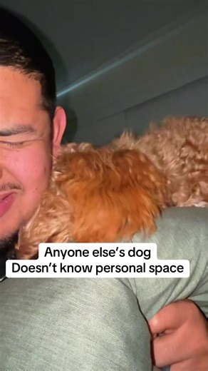 Puppy problems #goldendoodle #doodlesoftiktok #personalspace