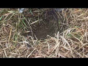 2. Soil Sample Collection